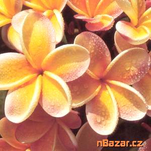 semena Plumeria Frangipani Pinwheel