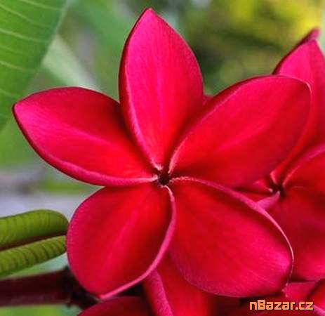 semena Plumeria Frangipani Redfire