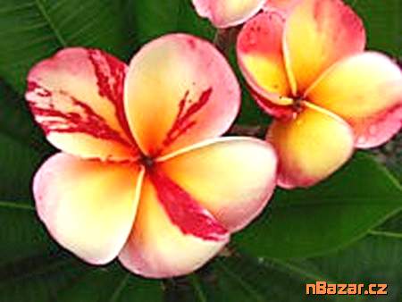 semena Plumeria Frangipani Top Angel