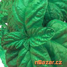 semena bazalka Bolloso Napoletano