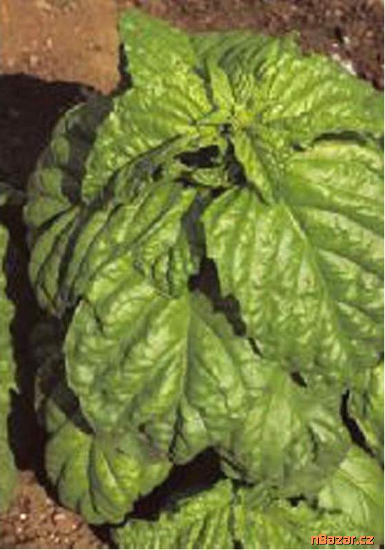 semena bazalka Basilico a foglia di lattuga S. Va