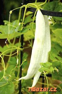 semena okurka Tortarello Bianco Abruzzese