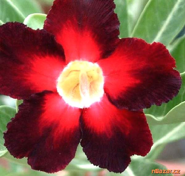 Adenium Obesum  