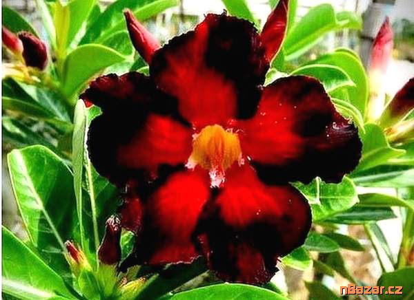 Adenium Obesum  