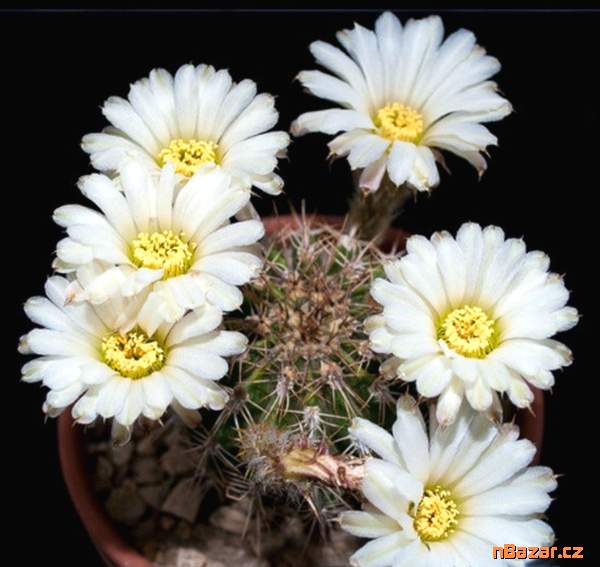 Kaktus Acanthocalycium spiniflorum LB 311 Sierra 