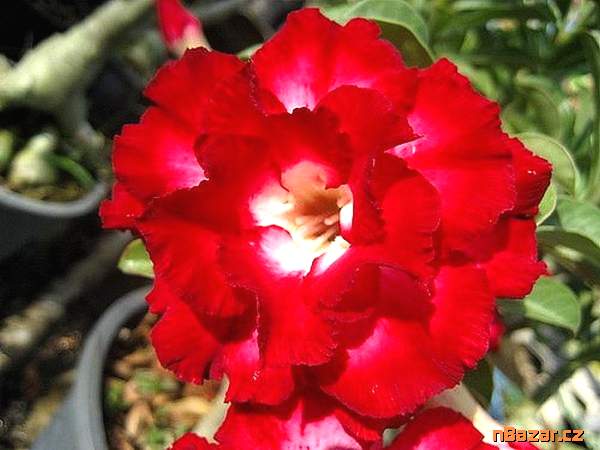 Kaktus Lobivia chrysantha - semena