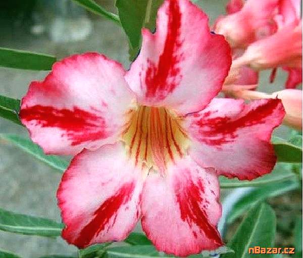 Kaktus Lobivia chrysantha - semena