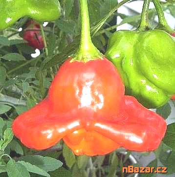 Chilli Bird Eye Demon - SEMENA