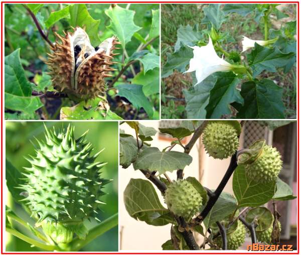 Datura Stramonium - Durman obecný - semena
