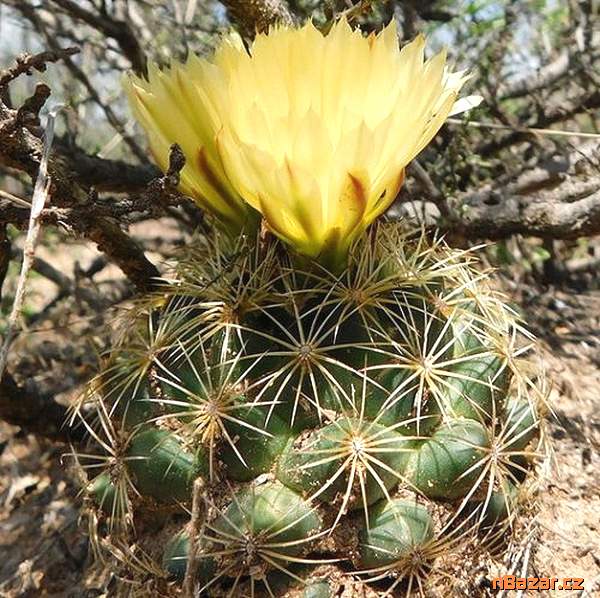 Kaktus Coryphantha delaetiana - semena