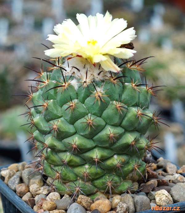 Kaktus Coryphantha longicornis - semena