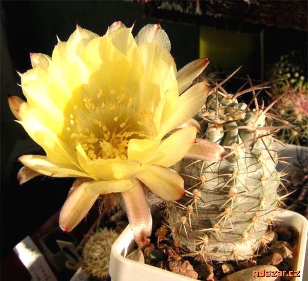 Kaktus Acanthocalycium griseum P 144 Punta Ballas