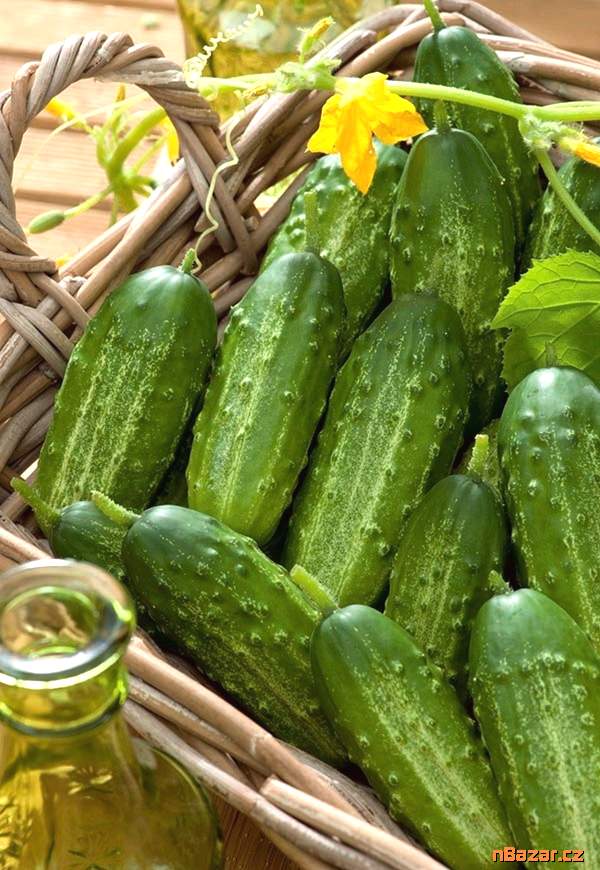 Okurka nakládačka Gomes F1 - semena Okurka nakládačka Gomes F1 - semena