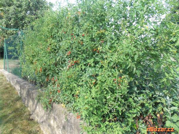 Rajče divoké - semena Rajče divoké - semena