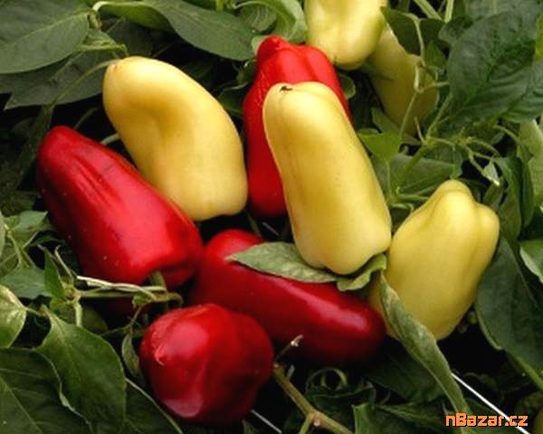 Paprika Boneta - semena Paprika Boneta - semena