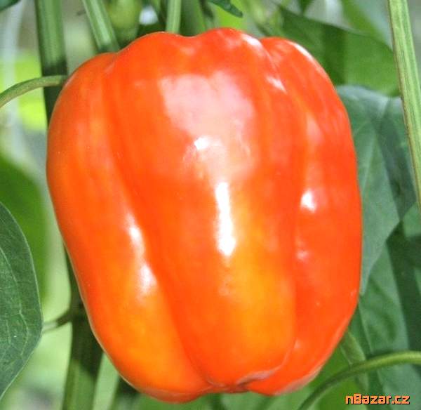 Paprika Granova - semena