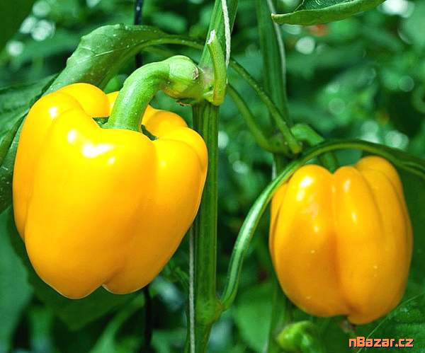 Paprika Mystery - semena Paprika Mystery - semena