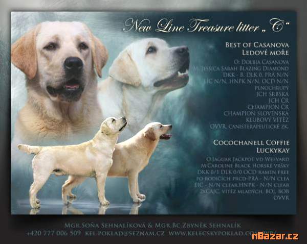 Labrador retriever s PP (žlutý labrador)