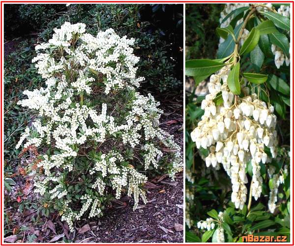 Pieris Japonica -semena