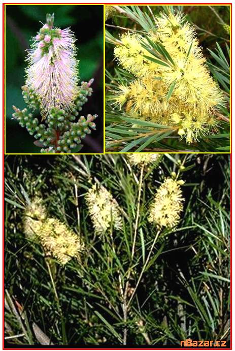 Mrazuvzdorný Callistemon Sieberi - semena
