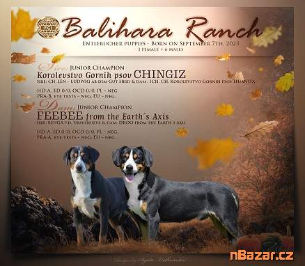 Entlebušský salašnícky pes