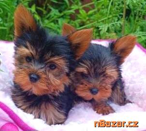 Jorkšírský teriér Jorkšírský teriér