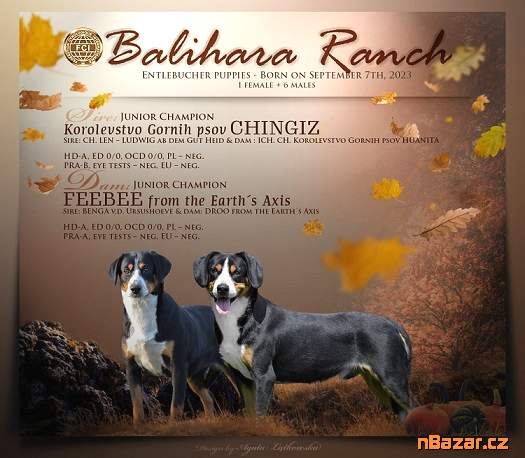 Entlebušský salašnícky pes Entlebušský salašnícky pes