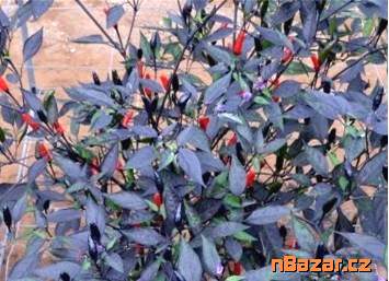 Chilli Zimbabwe black - semena