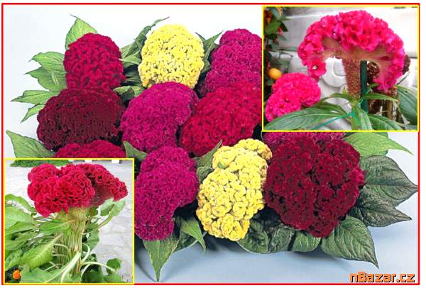 Nevadlec hřebenitý - Celosia Cristata směs barev-