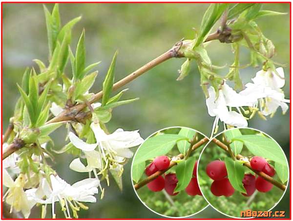 Lonicera Fragrantissima - SEMENA