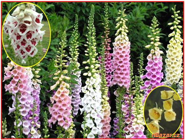 Digitalis Grandiflora - SEMENA