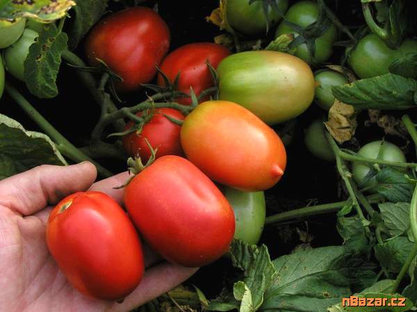 Rajče Denár - semena Rajče Denár - semena