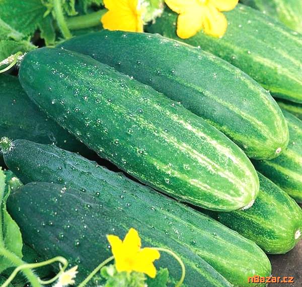 Okurka nakládačka Dalila F1 - semena Okurka nakládačka Dalila F1 - semena