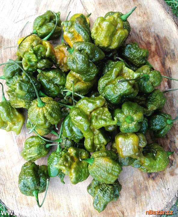 Chilli Big Mustard Mama - SEMENA