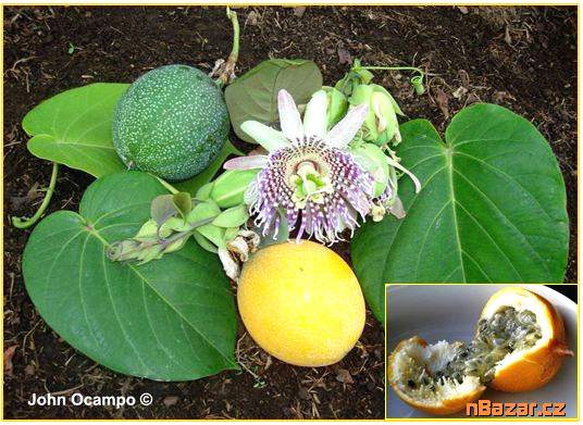 Passiflora ligularis - SEMENA