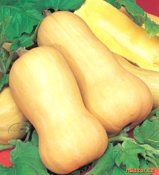 Tykev muškátová butternut - SEMENA
