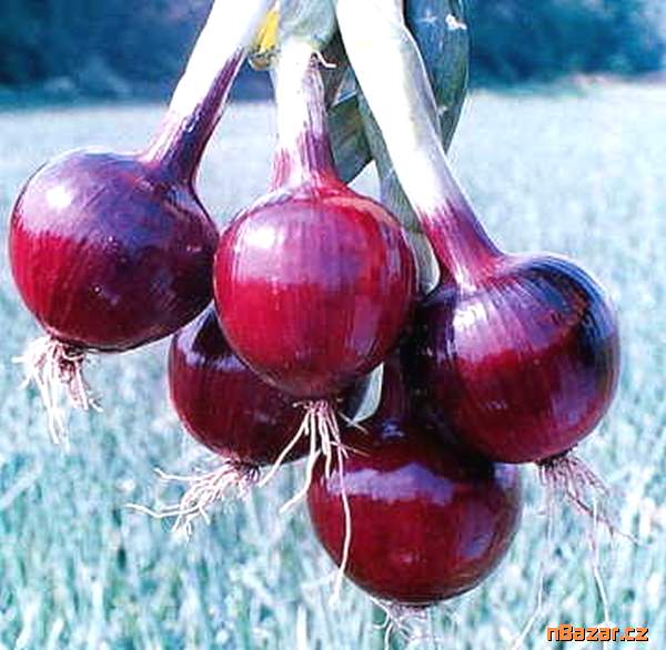 Cibule Lilia - semena