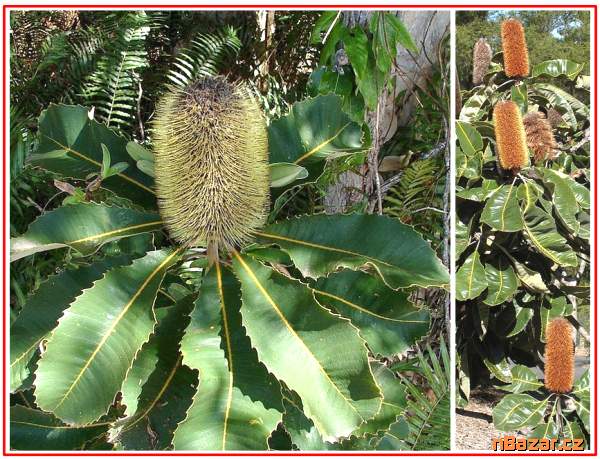 Banksie dubová - Banksia robur - SEMENA