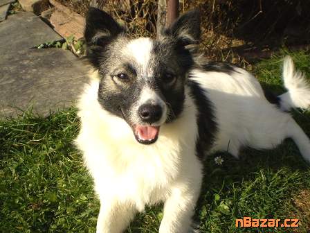 Německý špic střední strakoš s PP FCI