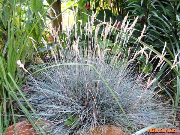 Festuca Glauca - SEMENA