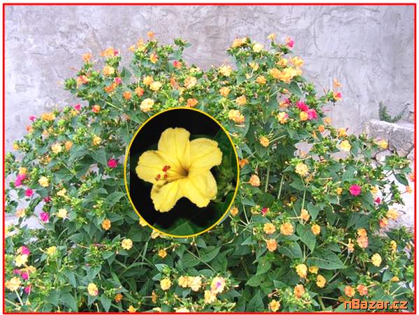 Mirabilis Jalapa Nocenka žlutá - SEMENA