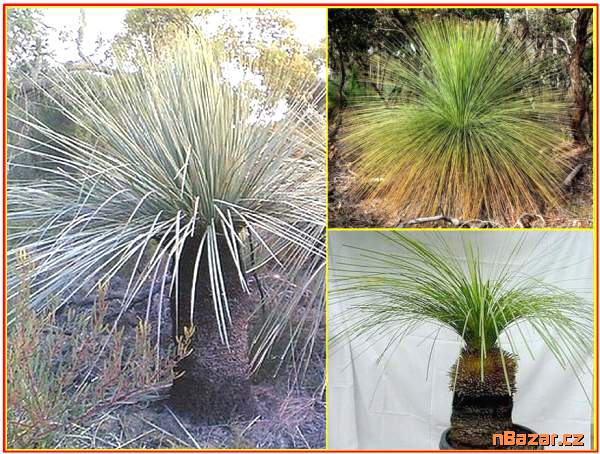 Trávový strom Xanthorrhoea Australis - SEMENA