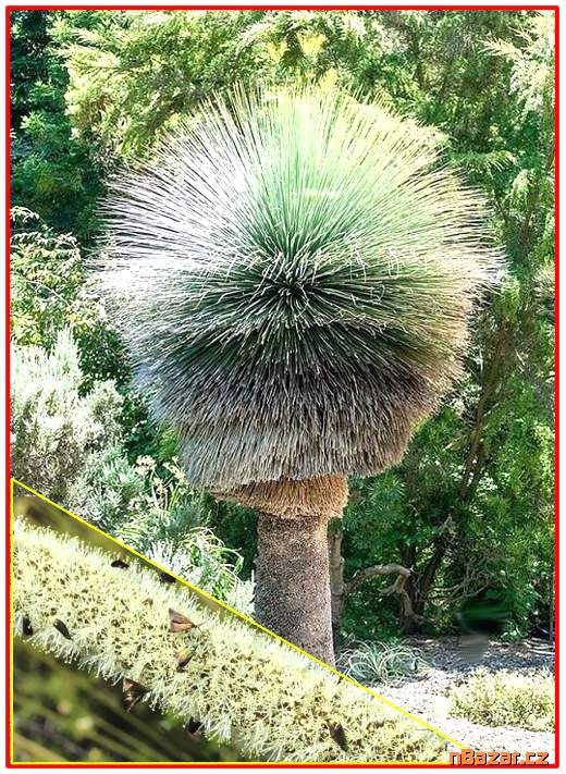 Trávový strom Xanthorrhoea preissii - SEMENA